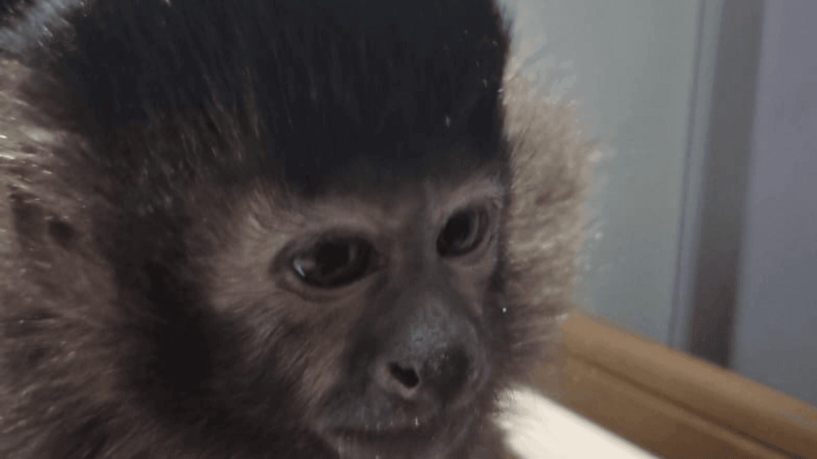A polícia descobriu que a documentação do macaco era falsa