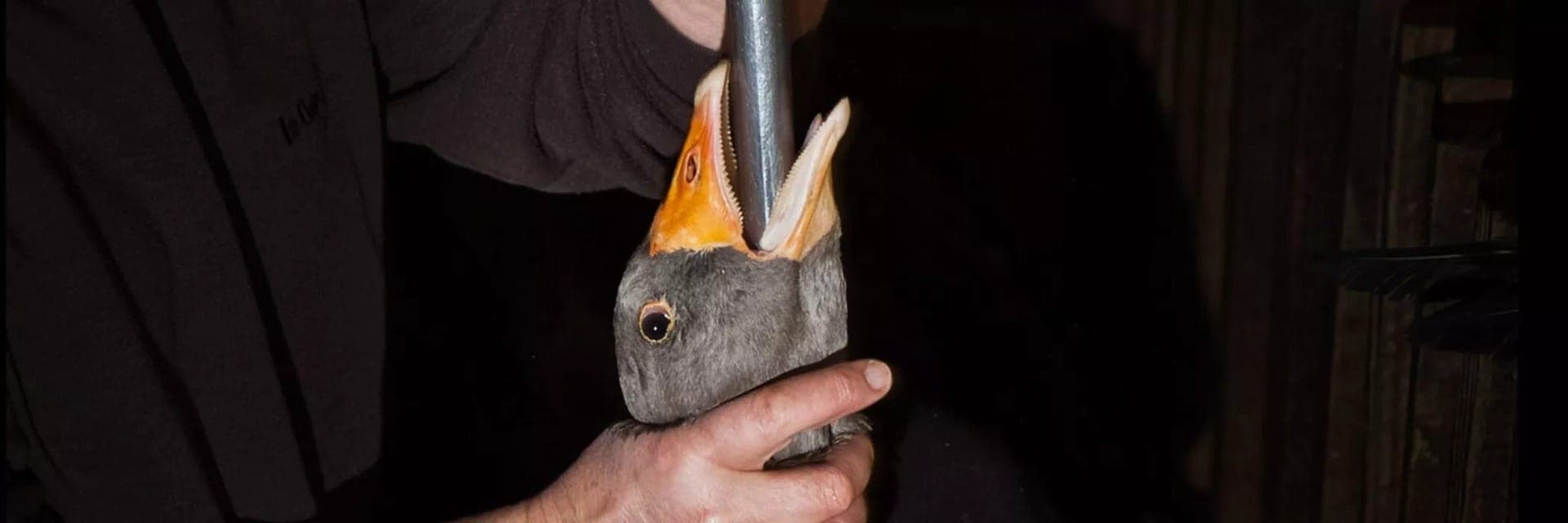 Para fazer foie gras, volumes de amêndoas são inseridas no estoômago de gansos