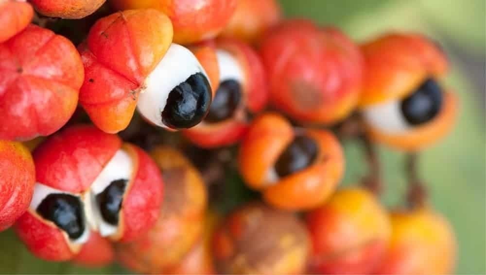 Guaraná entra para o ranking das frutas mais apreciadas do mundo