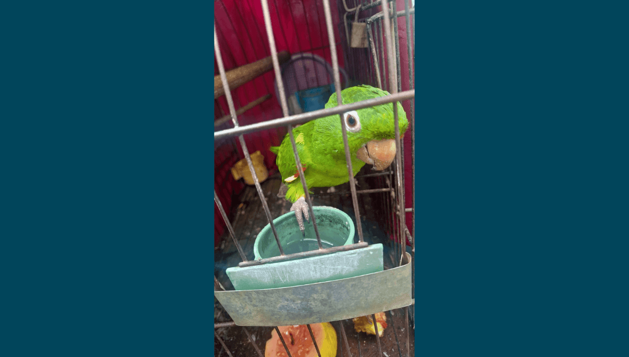 Ave foi encontrada em uma gaiola no quintal de uma residência