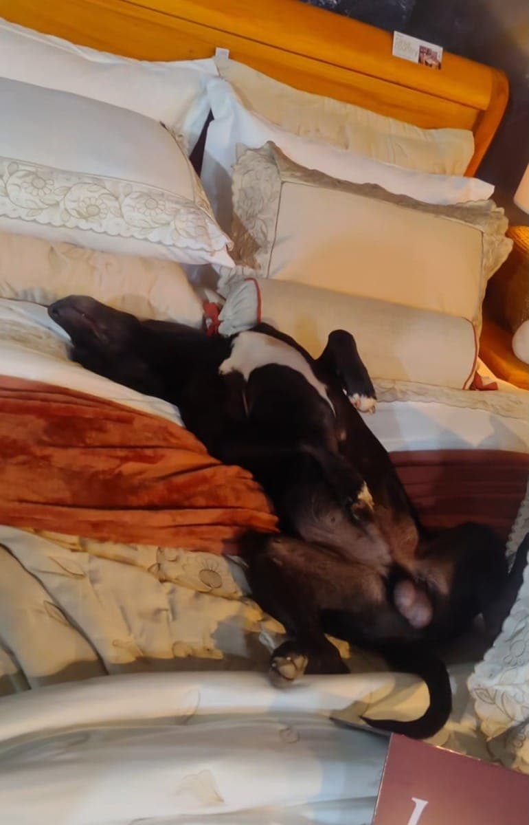 Cachorro de rua invade evento e dorme em lençol de 400 fios