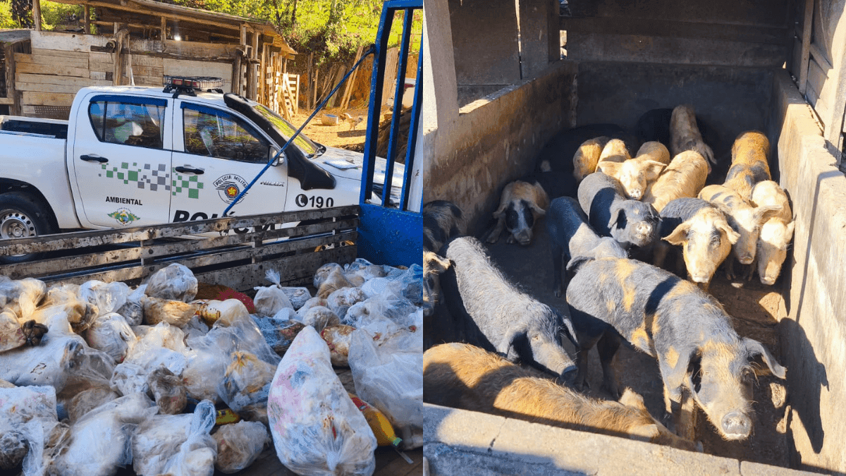 Abate ilegal: homem é preso com 800kg de carne suína e bovina em Jacareí