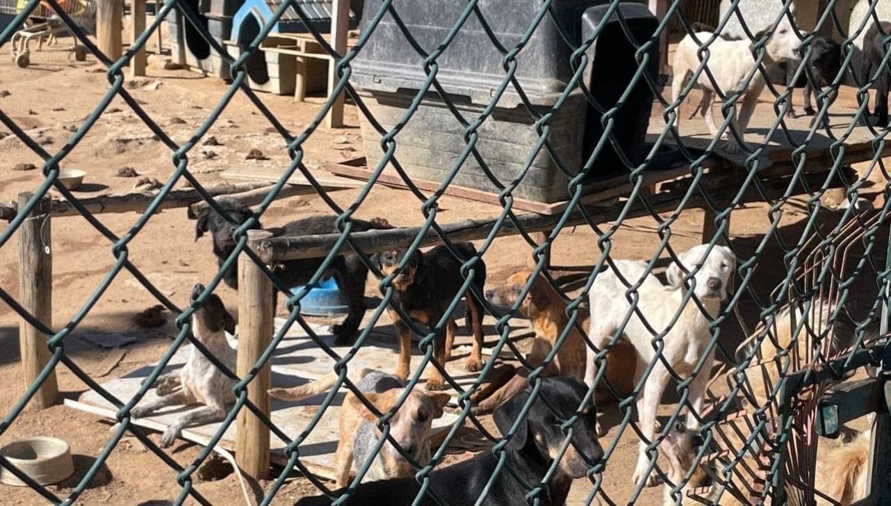 Parte dos animais examinados