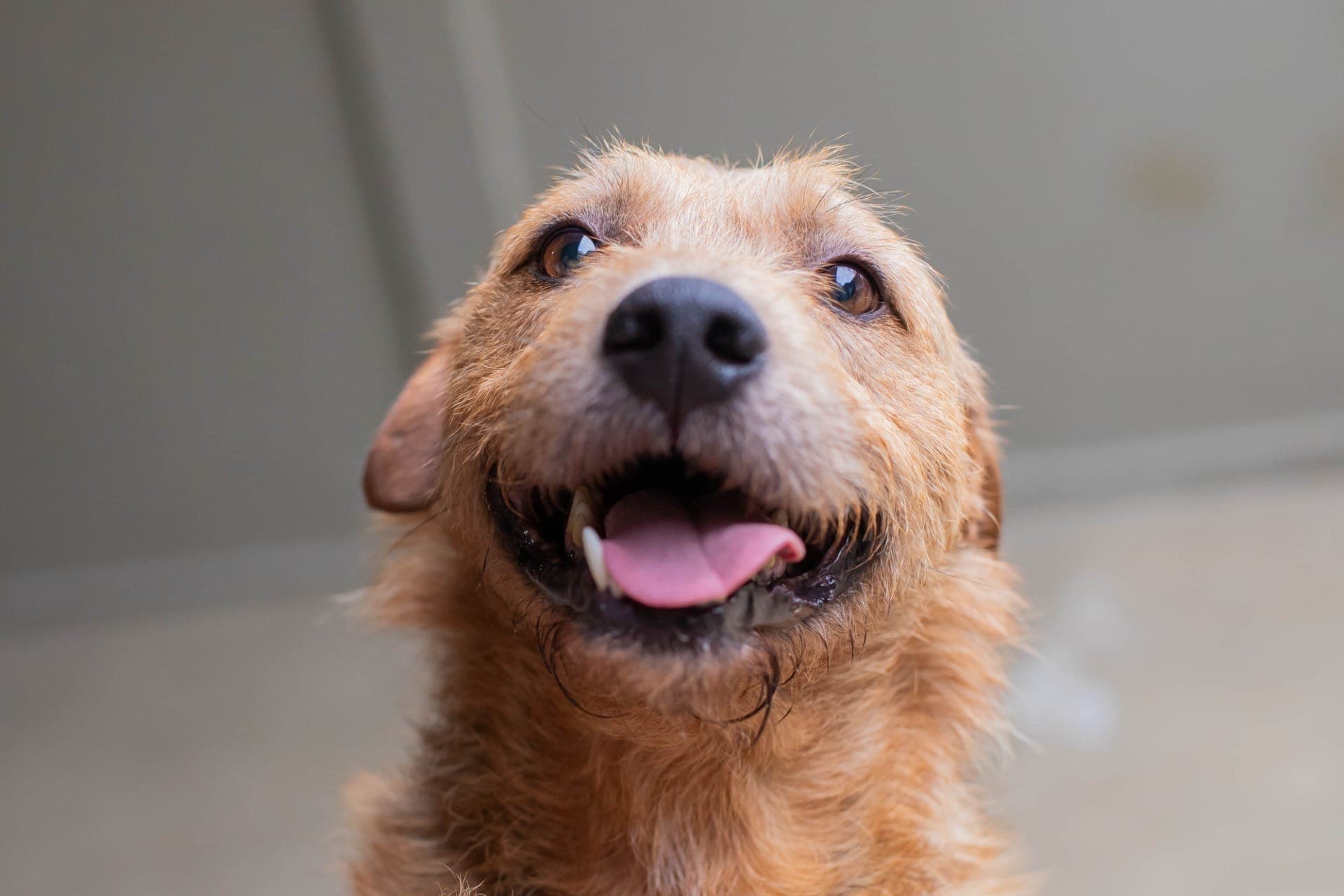 Shoppings nos bairros Hauer e Portão passam a contar com totens da Prefeitura para promover a adoção de cães e gatos
