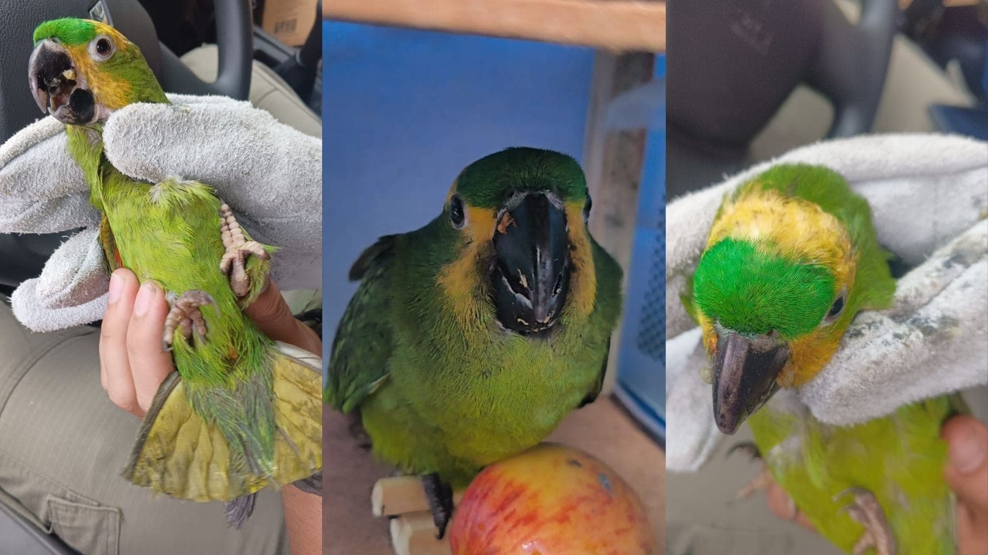 Maritacas pintadas e vendidas como papagaios