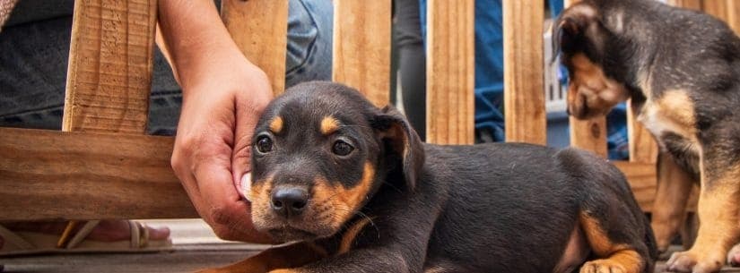 Caraguatatuba realiza feira de adoção de cães e gatos no sábado (25)