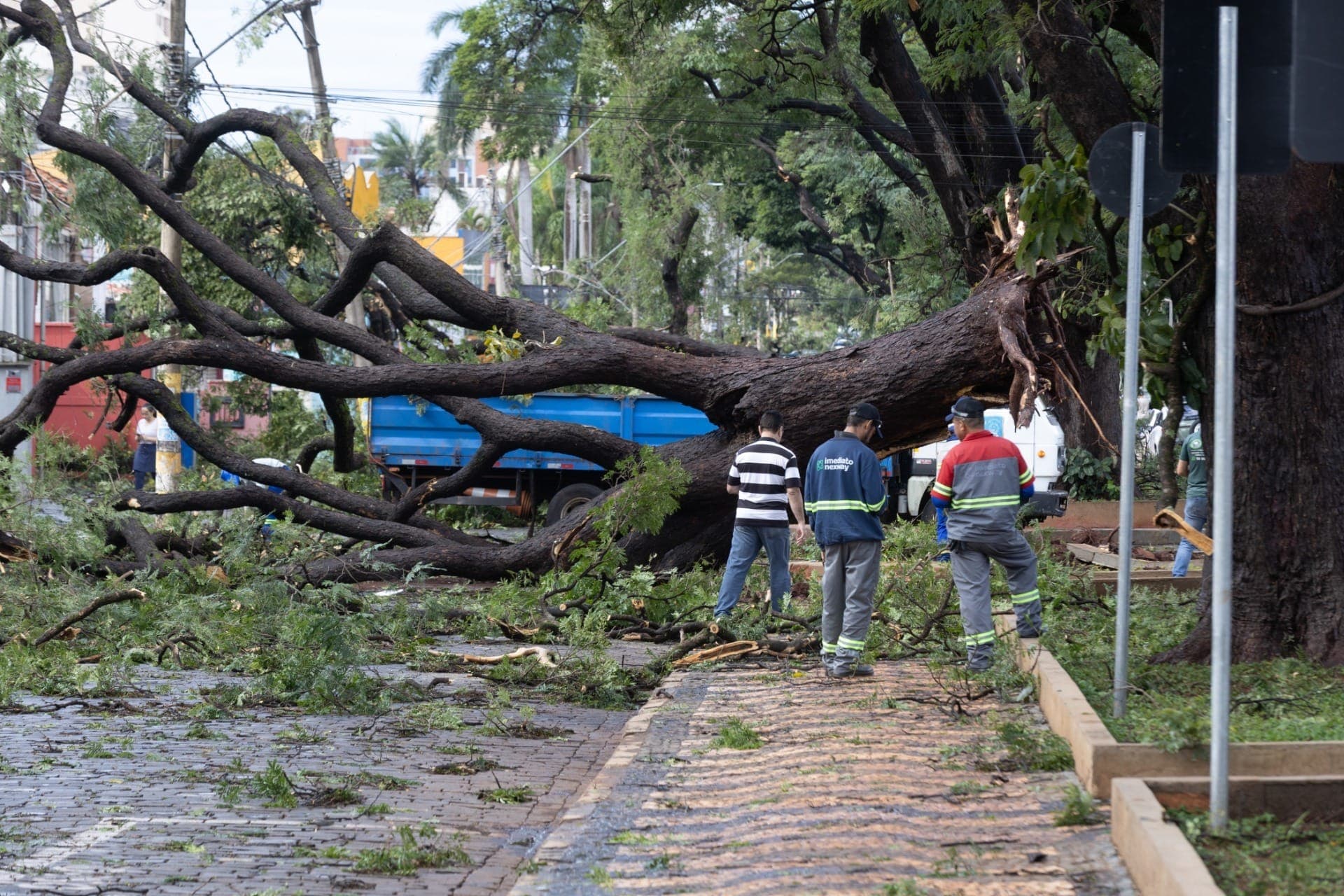 Árvores caídas na Avenida 9 de Julho, em Ribeirão Preto, após fortes vendavais