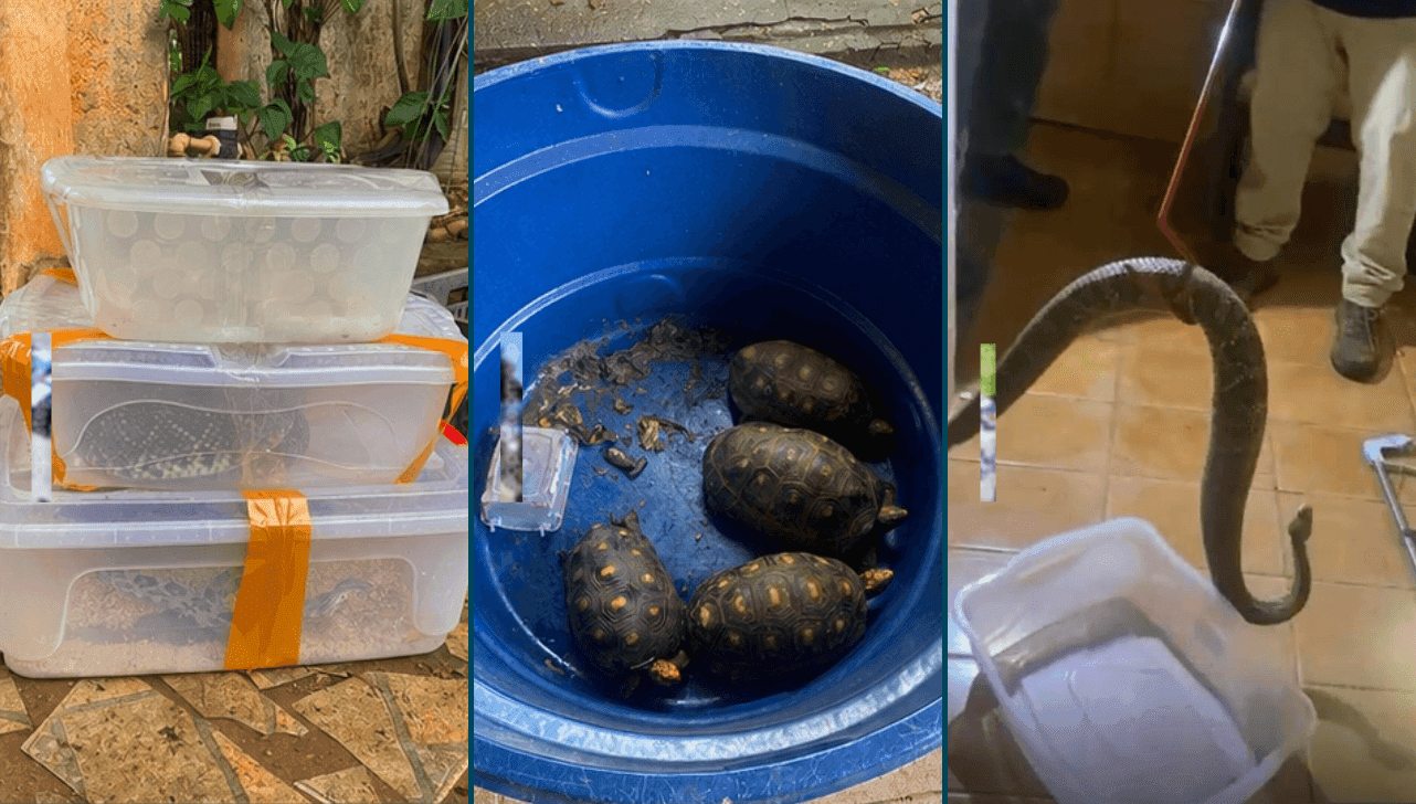 Animais resgatados foram encaminhados ao Cetas, em Registro (SP)