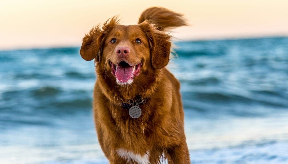Cannabis pode ajudar a tratar epilepsia em pets