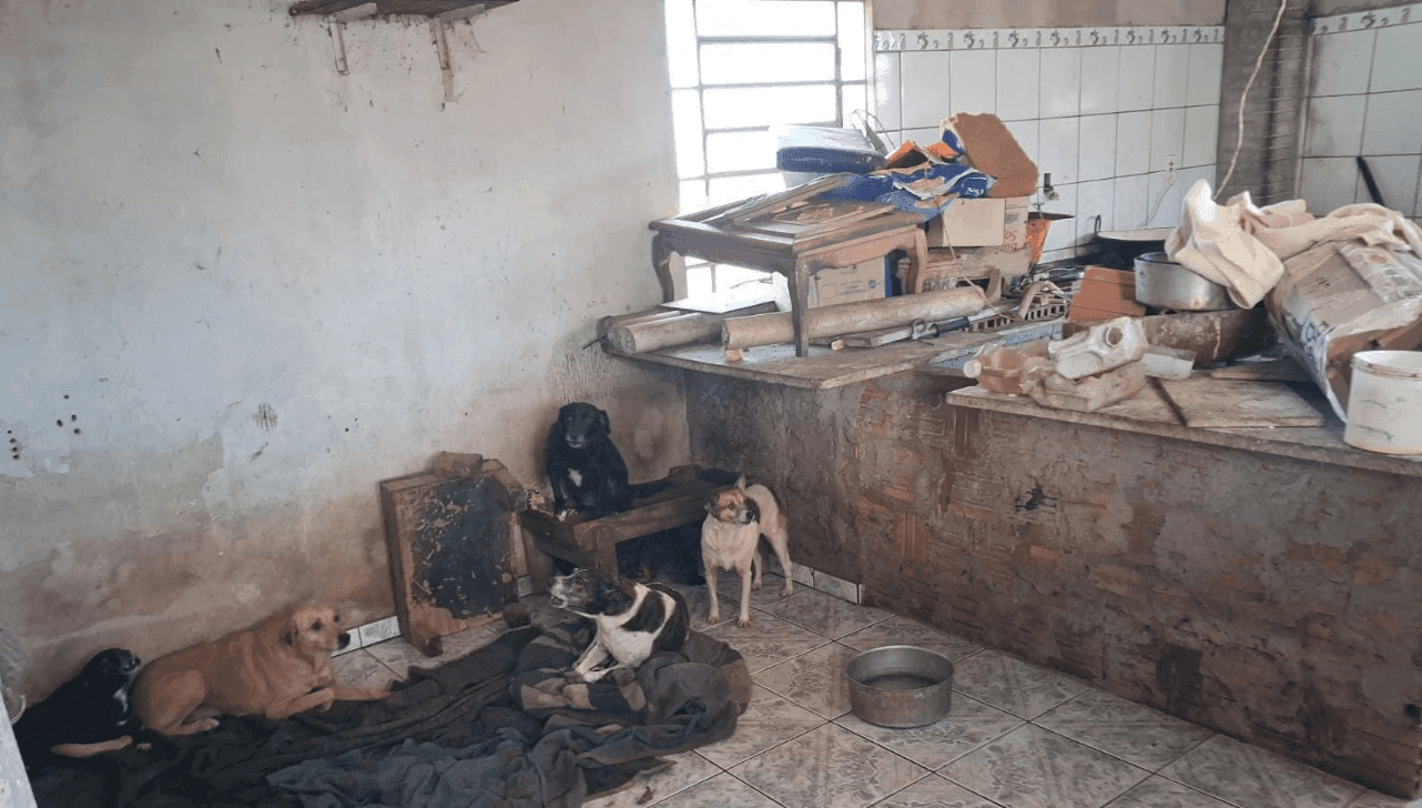 Animais foram transferidos preventivamente para associação após vistoria constatar acúmulo de resíduos e mau cheiro no imóvel