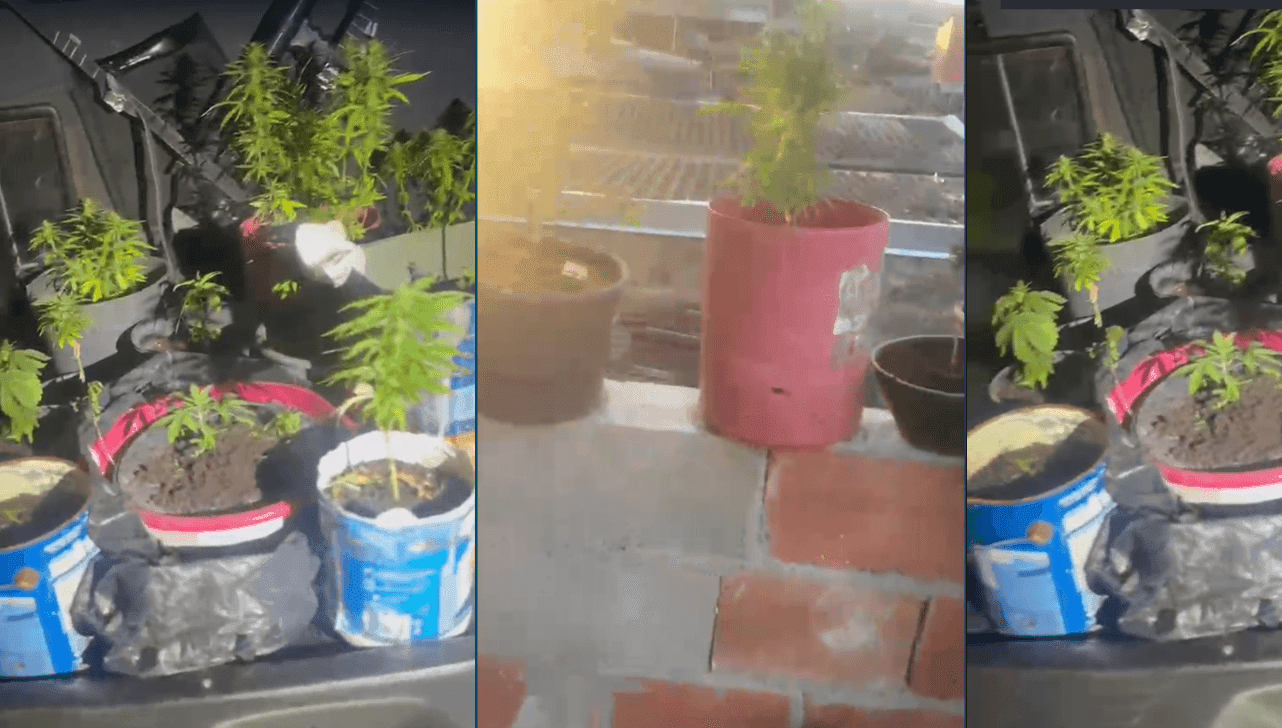 PM desarticula plantação de maconha e prende suspeito em Jundiaí