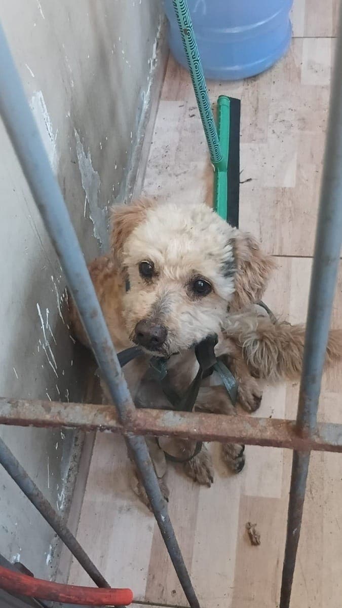 Cachorro resgatado