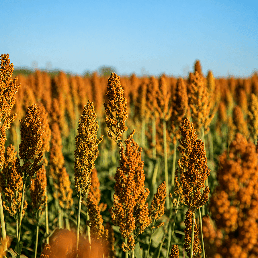 Cultivo de sorgo cresce no Brasil