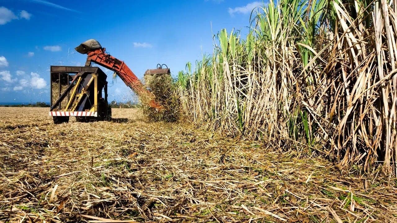 Colheita de cana atinge quase 70 milhões de toneladas