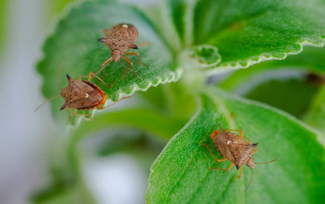 Percevejos atacam planta de soja e causam prejuízos