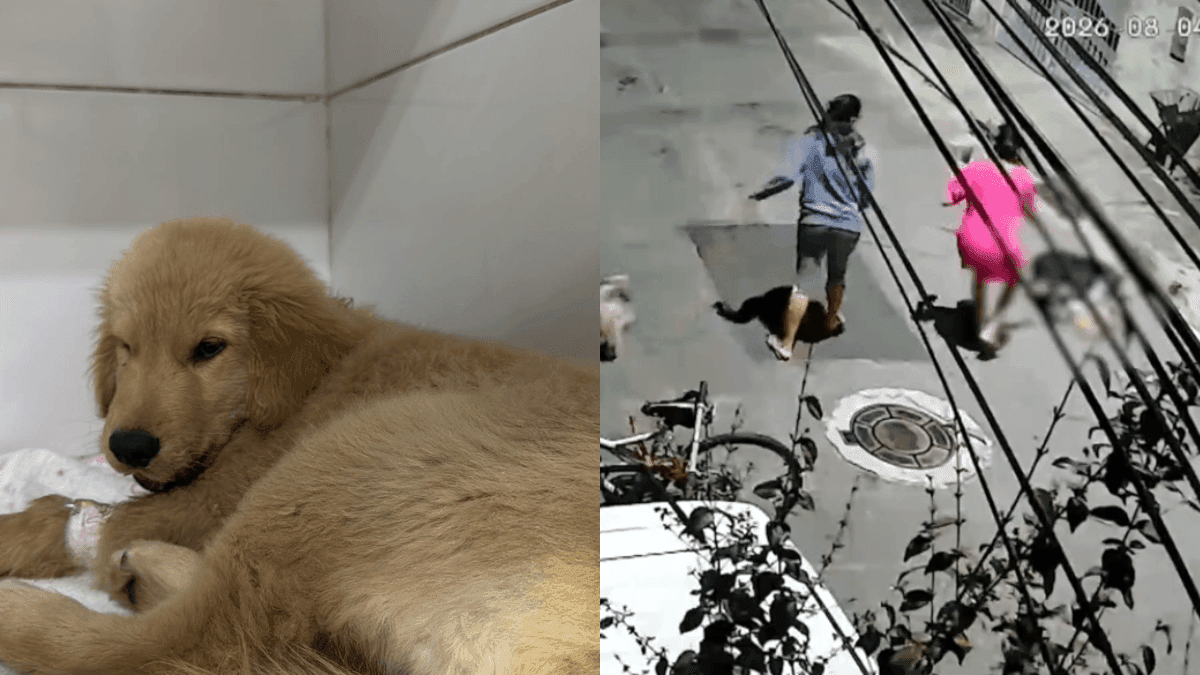 Pitbull ataca filhote de Golden Retriever e adolescente em SJCampos