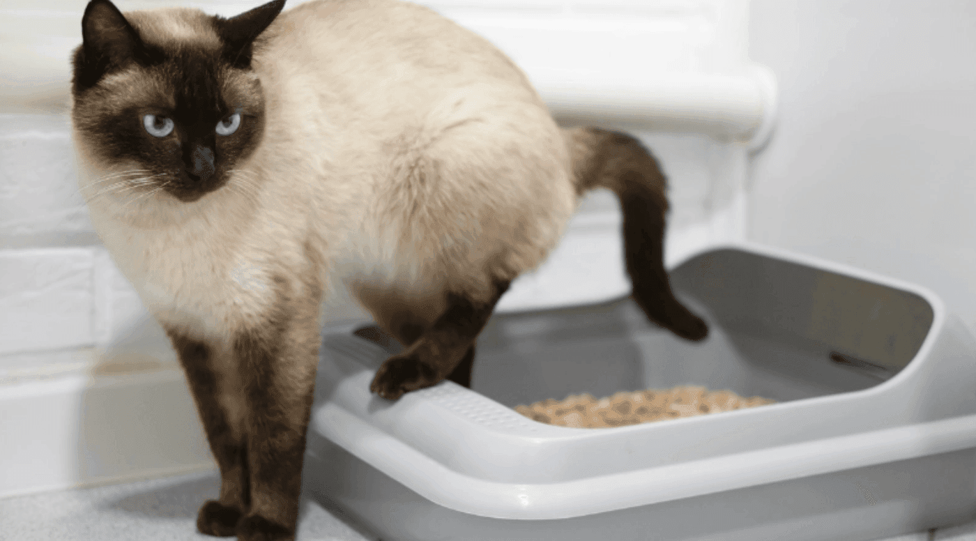 Areia para gatos: como escolher entre sílica, biodegradável e tradicional