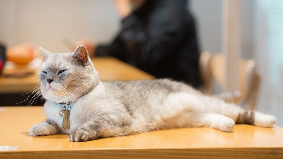 Cat cafés para conhecer em São Paulo