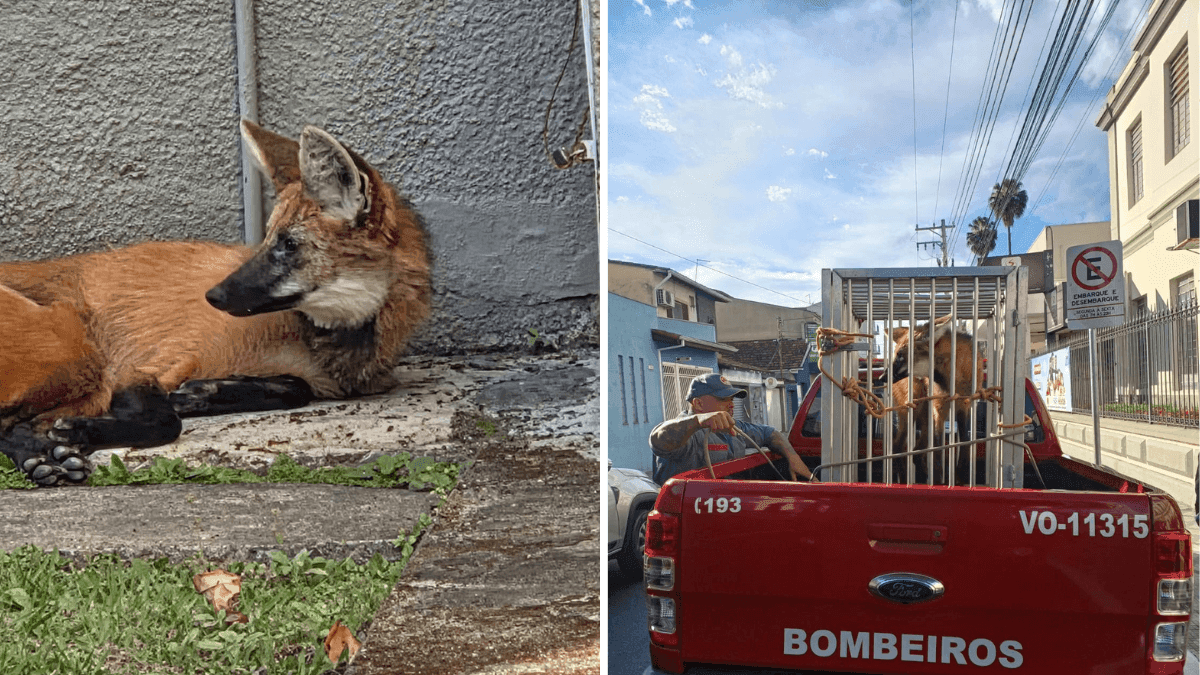 Lobo-guará é capturado pelo Corpo de Bombeiros em faculdade de Lorena