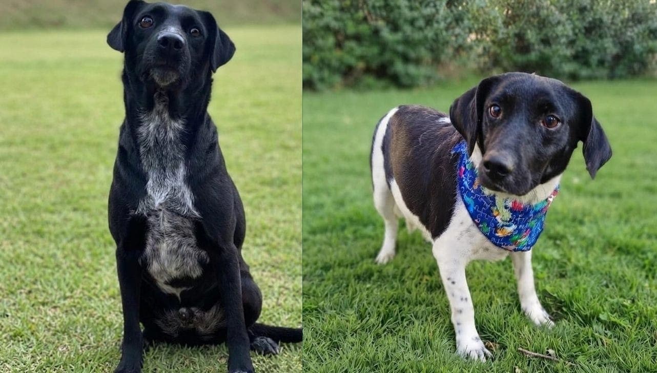Cães são vacinados, castrados e microchipados.