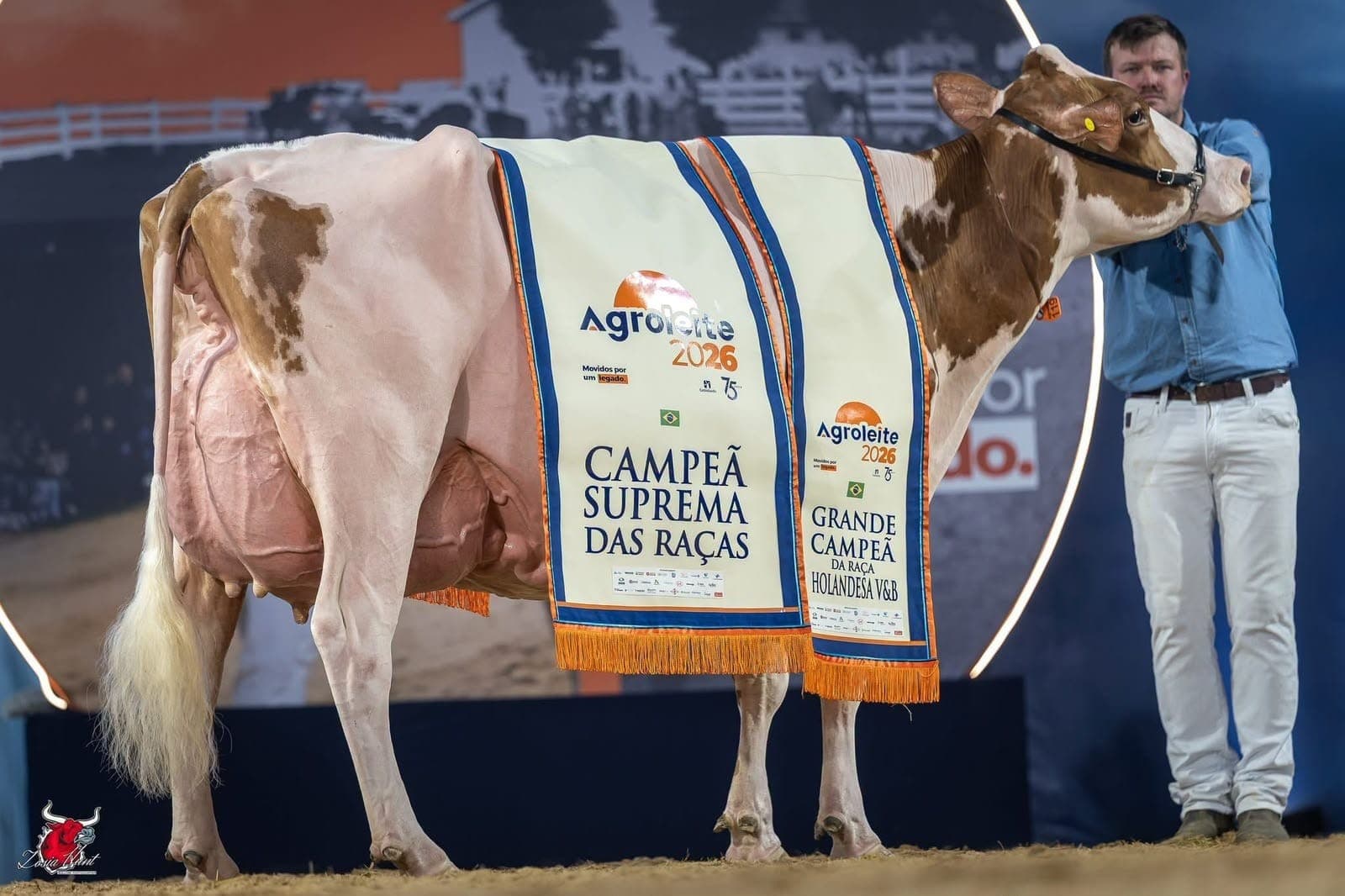 Constentation Lolita Swingman é a vaca mais premiada da AgroLeite