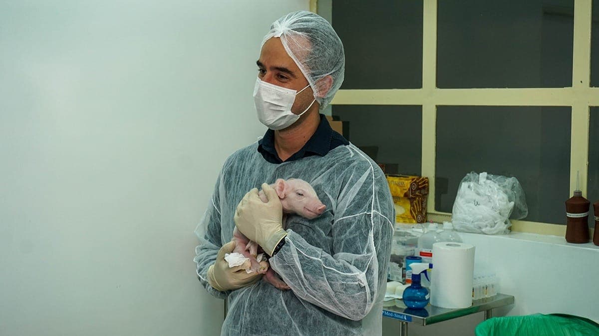 Porquinho clonado foi eutanasiado ao atingir a maturidade sexual