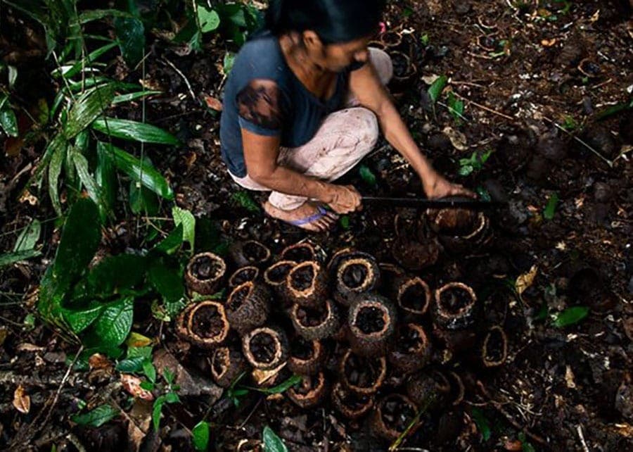 Pesquisa e comunidade atuam juntas no desenvolvimento e na articulação de soluções tecnológicas para agregar valor à cadeia produtiva da castanha-da-amazônia