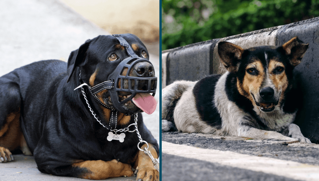 Reunião vota dois projetos relacionados à proteção e ao bem-estar animal