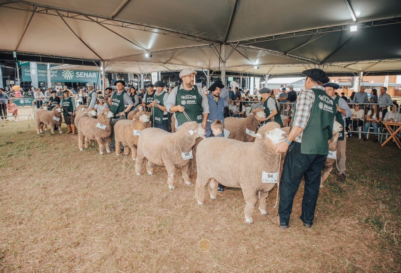 Raça de ovinos Corriedale estará na Expointer 2026