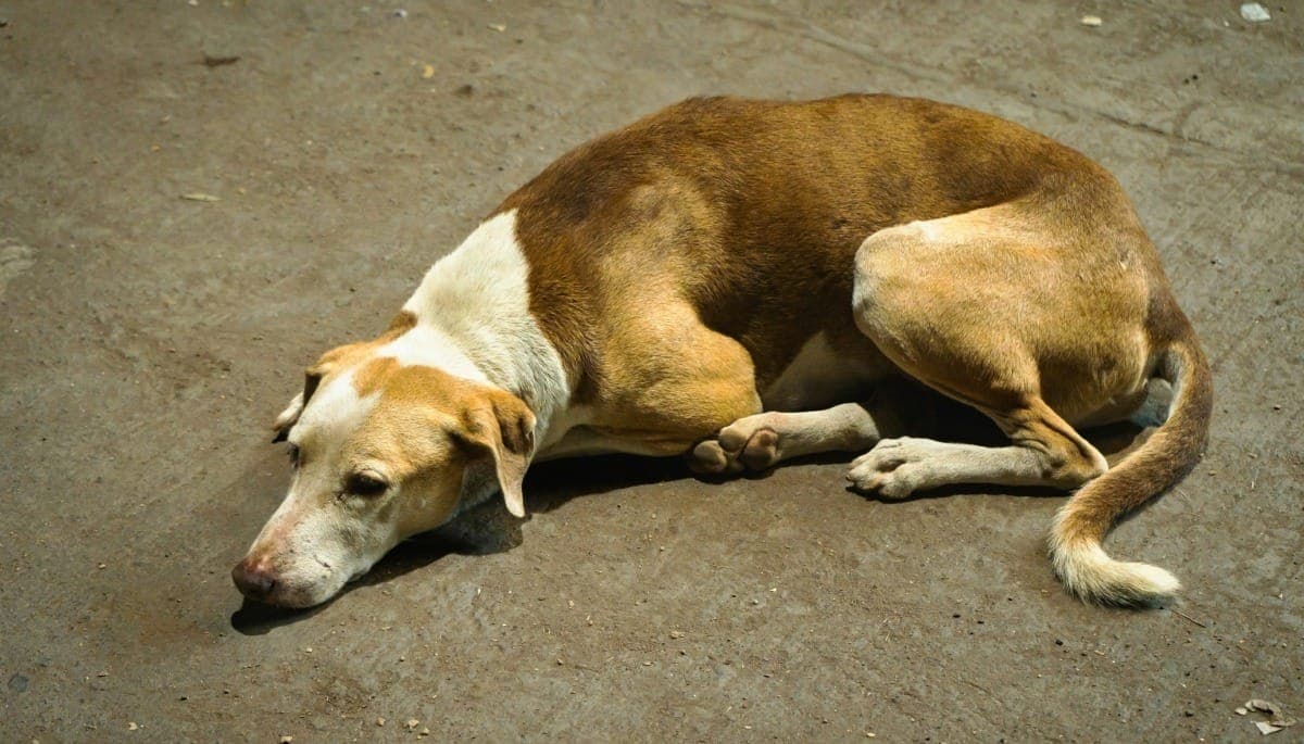 Projeto prevê punição para quem usar veículos para abandonar animais