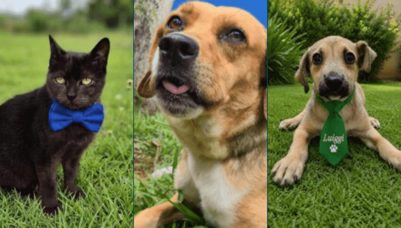 Animais são todos vacinados, castrados e microchipados