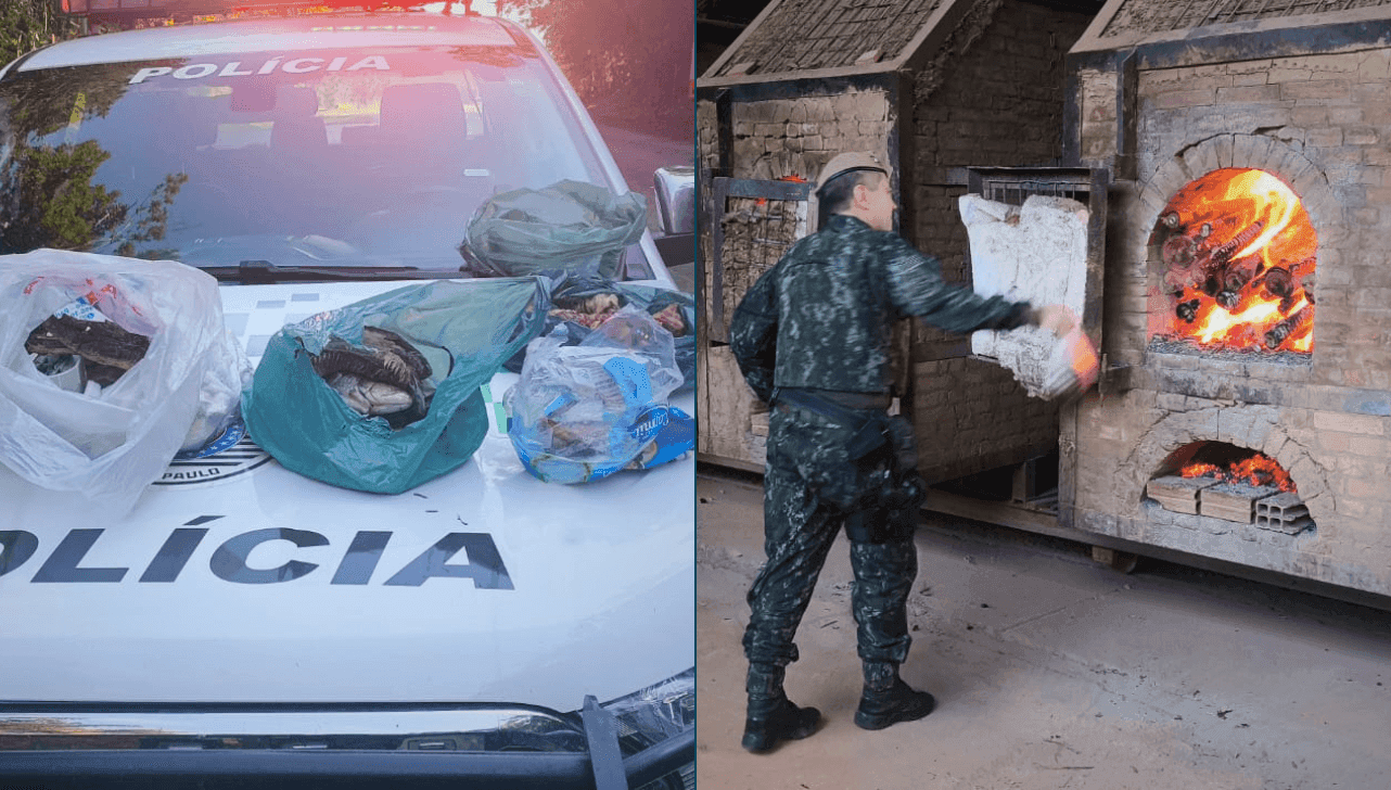 Animais abatidos foram incinerados após apreensão