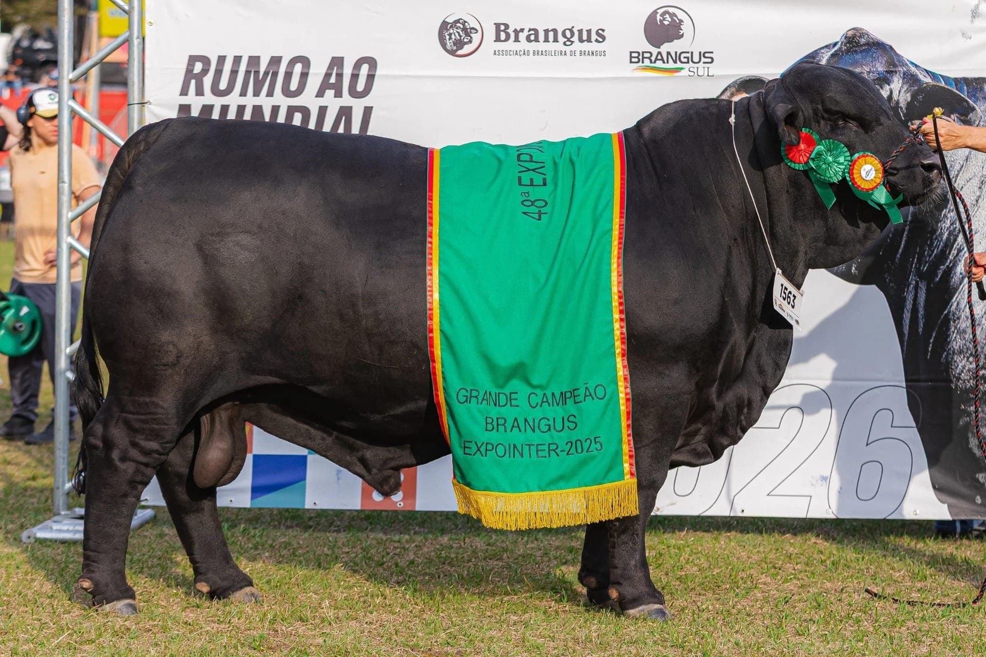 Brangus participa da Expointer 2026 com o maior número de animais