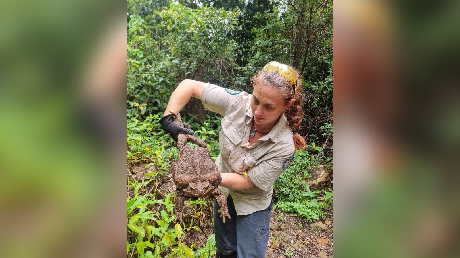 Sapo-cururu gigante encontrado na Austrália