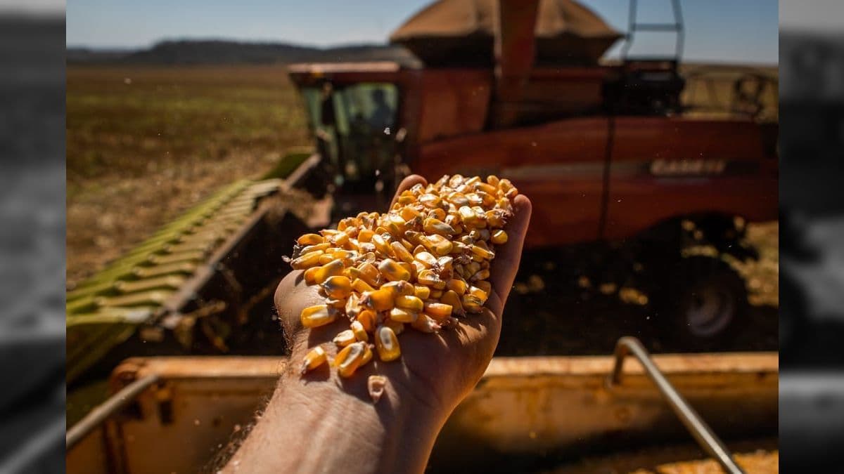 A previsão para 2023 é de que as lavouras de milho e soja sejam as propulsoras da receita