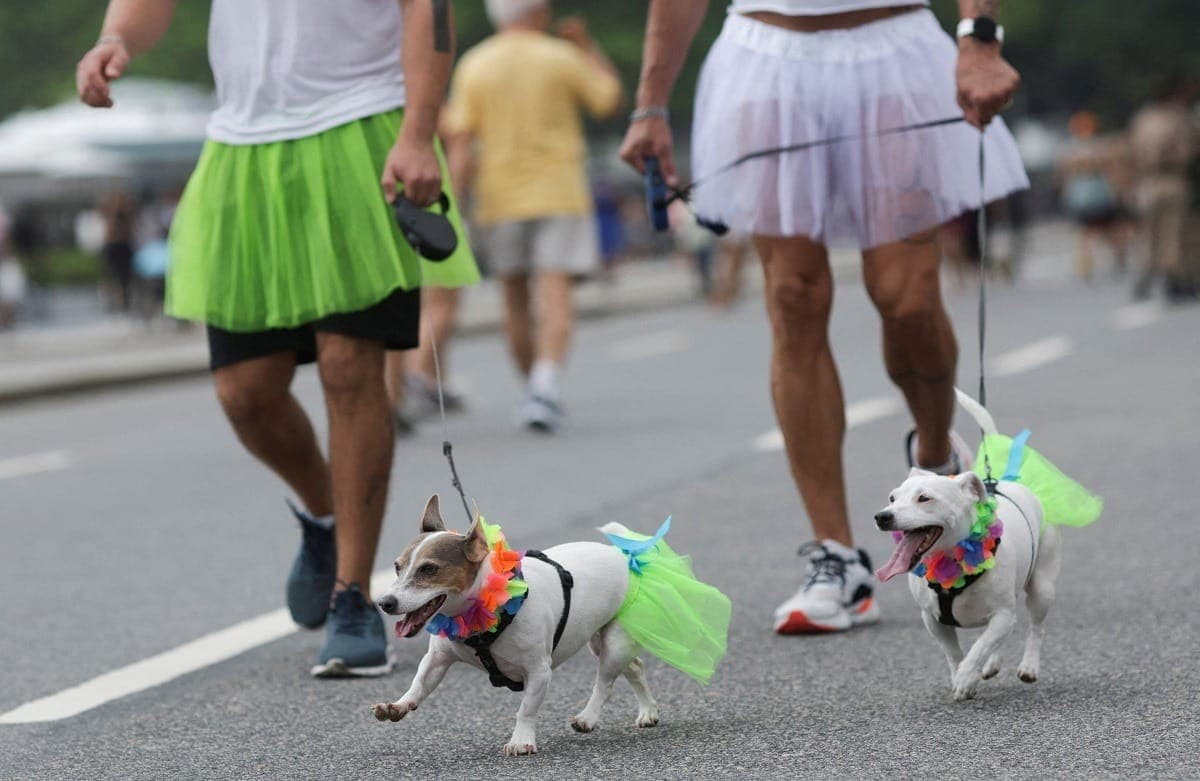 Cachorros fantasiados fazem sucesso no pré-carnaval do Rio de Janeiro