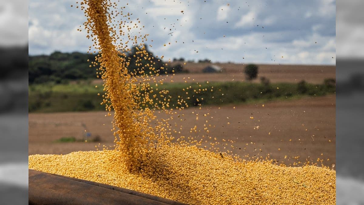 Produção de soja em Mato Grosso na safra 2022/2023 deve ser recorde