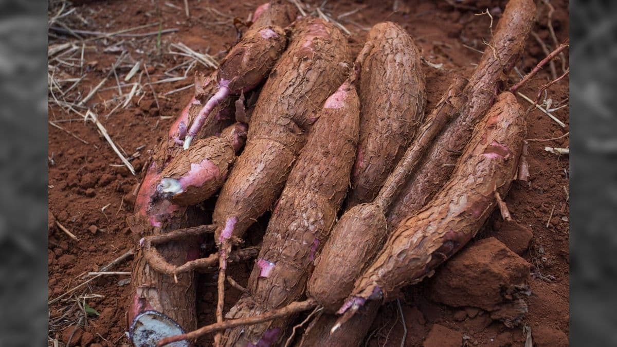 Produção de mandioca no Brasil neste ano deve totalizar 18,5 milhões de toneladas