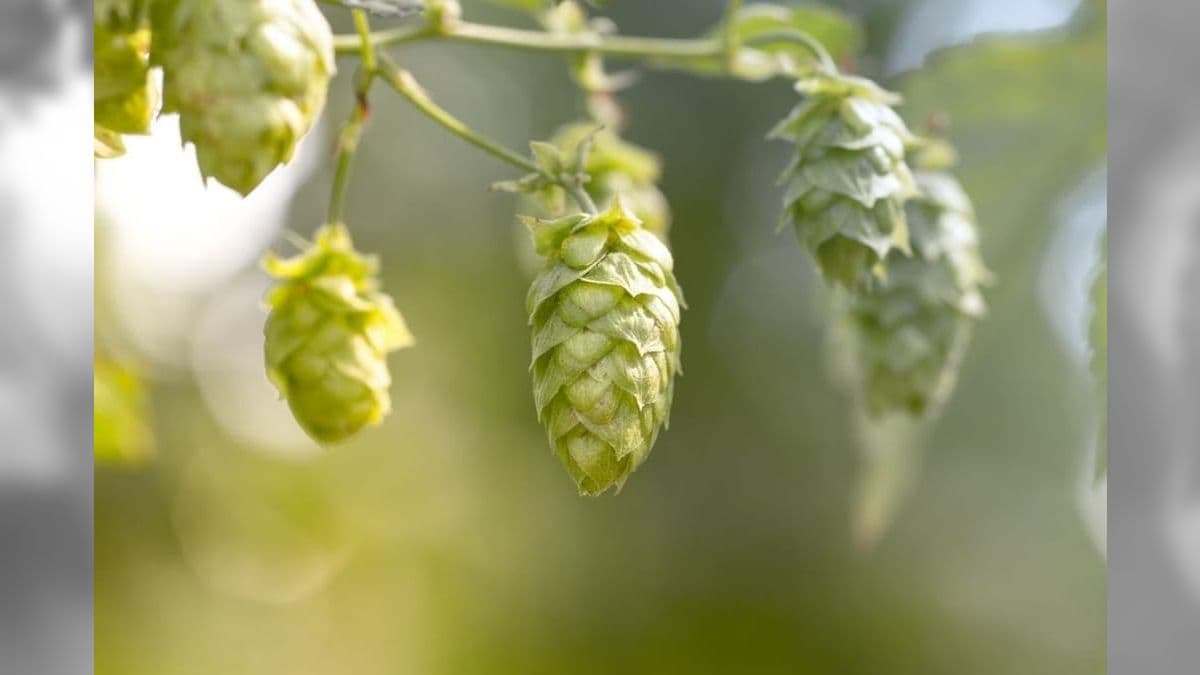 A produção de lúpulo no Brasil ainda não atende a demanda do mercado cervejeiro