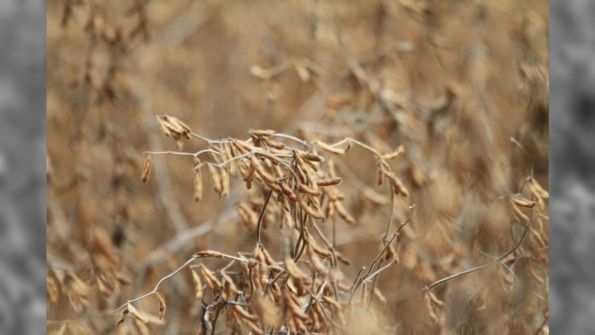 No Rio Grande do Sul, clima está prejudicando lavouras de soja