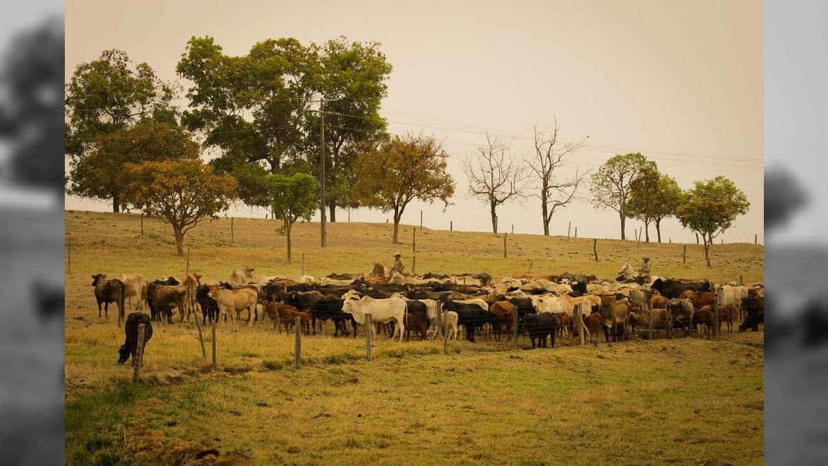 Adepará confirmou caso positivo de Mal da Vaca Louca