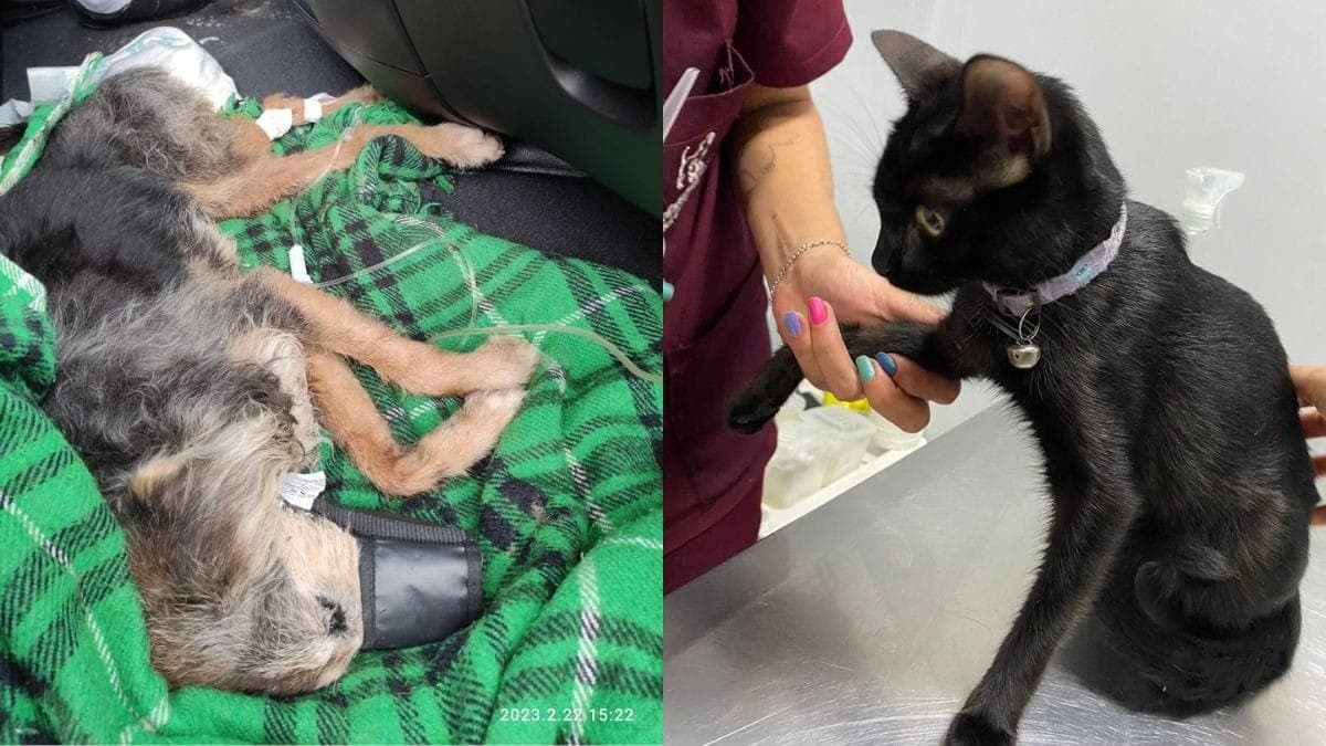 Animais foram resgatados em meio à destruição das chuvas na região
