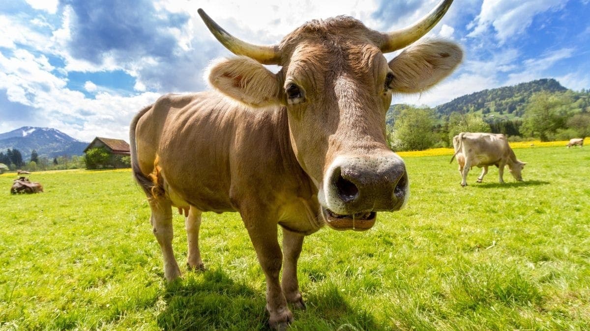 Animal com mal da "vaca louca" foi abatido no Pará