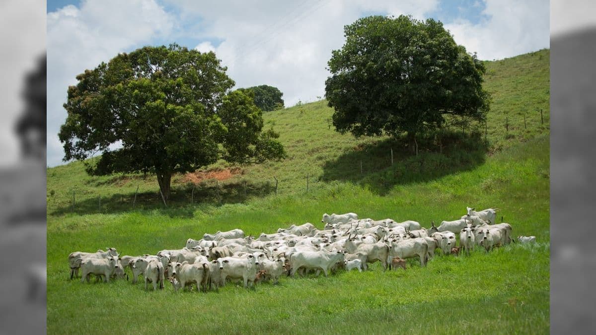 Carne bovina produzida no Pará foi bloqueada pela Rússia após caso de Mal da Vaca Louca