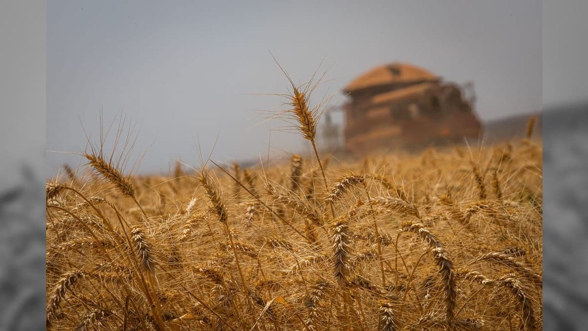 Variedade transgênica de trigo, mais resistente à seca, foi aprovada para cultivo no Brasil