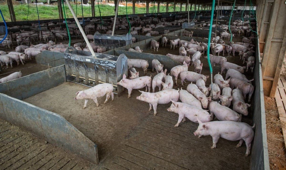 Número do abate de bovinos é 5,9% mais alto do que o registrado em 2021