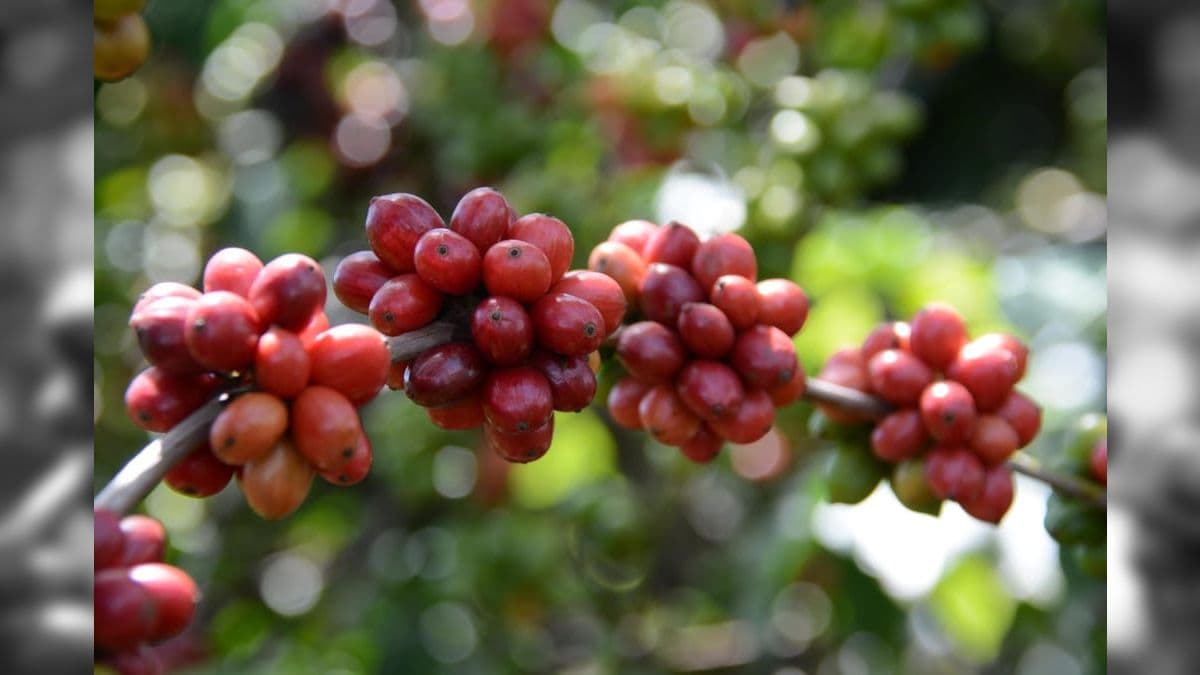 A safra de café em Rondônia deve totalizar 3 milhões de sacas de 60 quilos