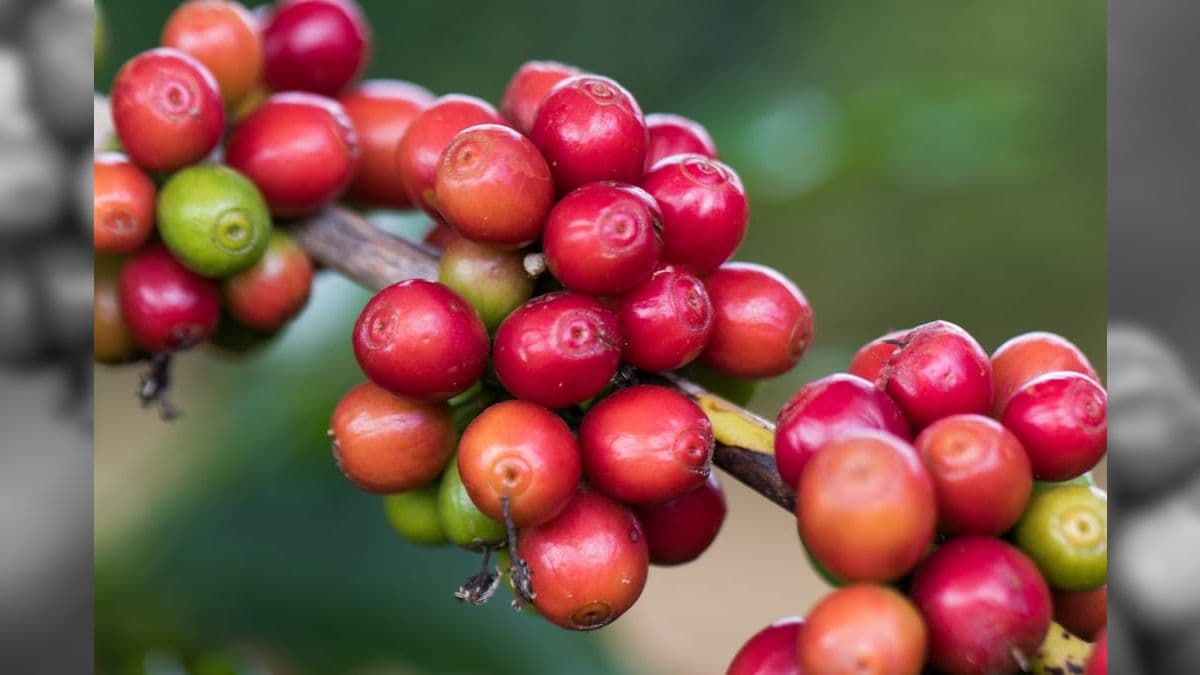 O valor do café arábica teve aumento de 12,77%, saindo de R$ 606,66/saca de 60 kg para R$ 684,16/saca de 60 kg