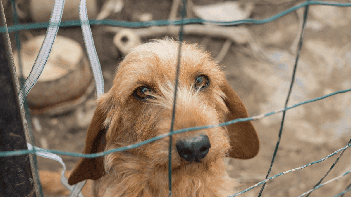 Dia mundial dos animais de rua: 30 milhões de animais estão abandonados