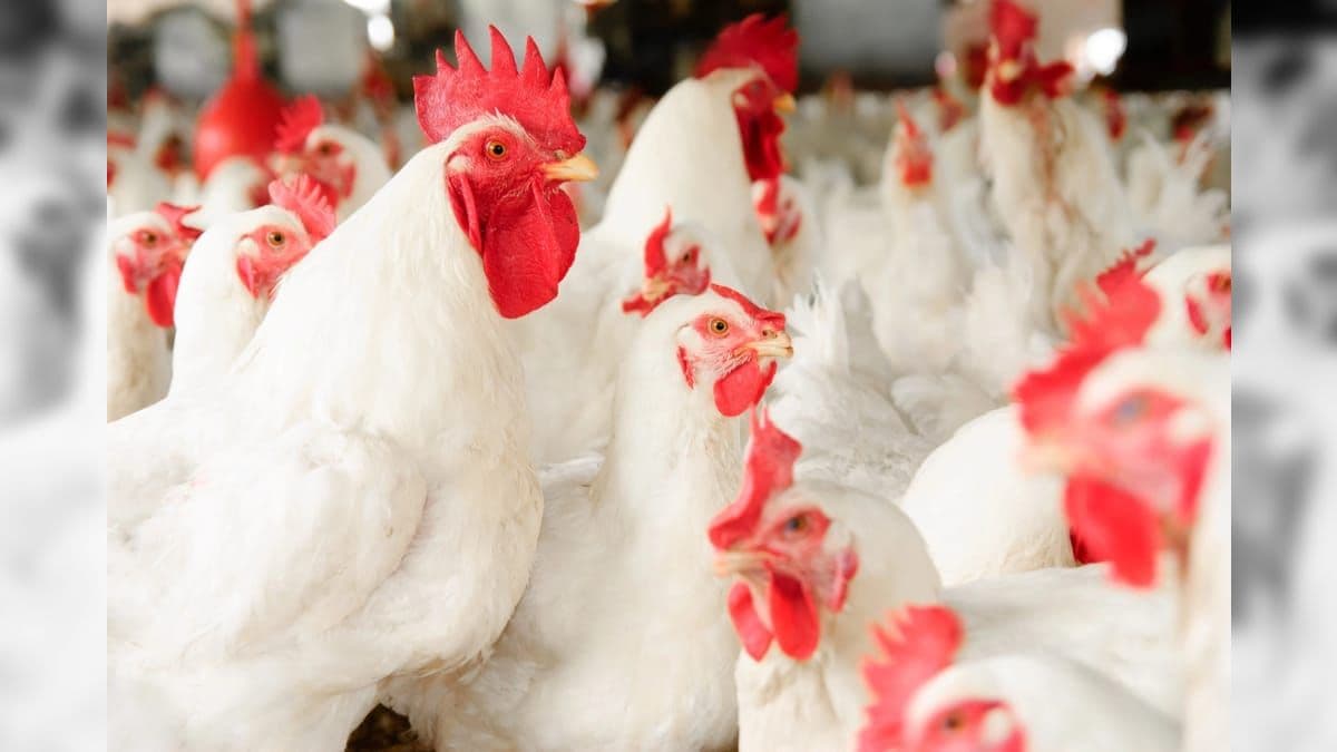 O resultado das vendas de carne de frango no terceiro mês deste ano alcançou US$ 980,5 milhões